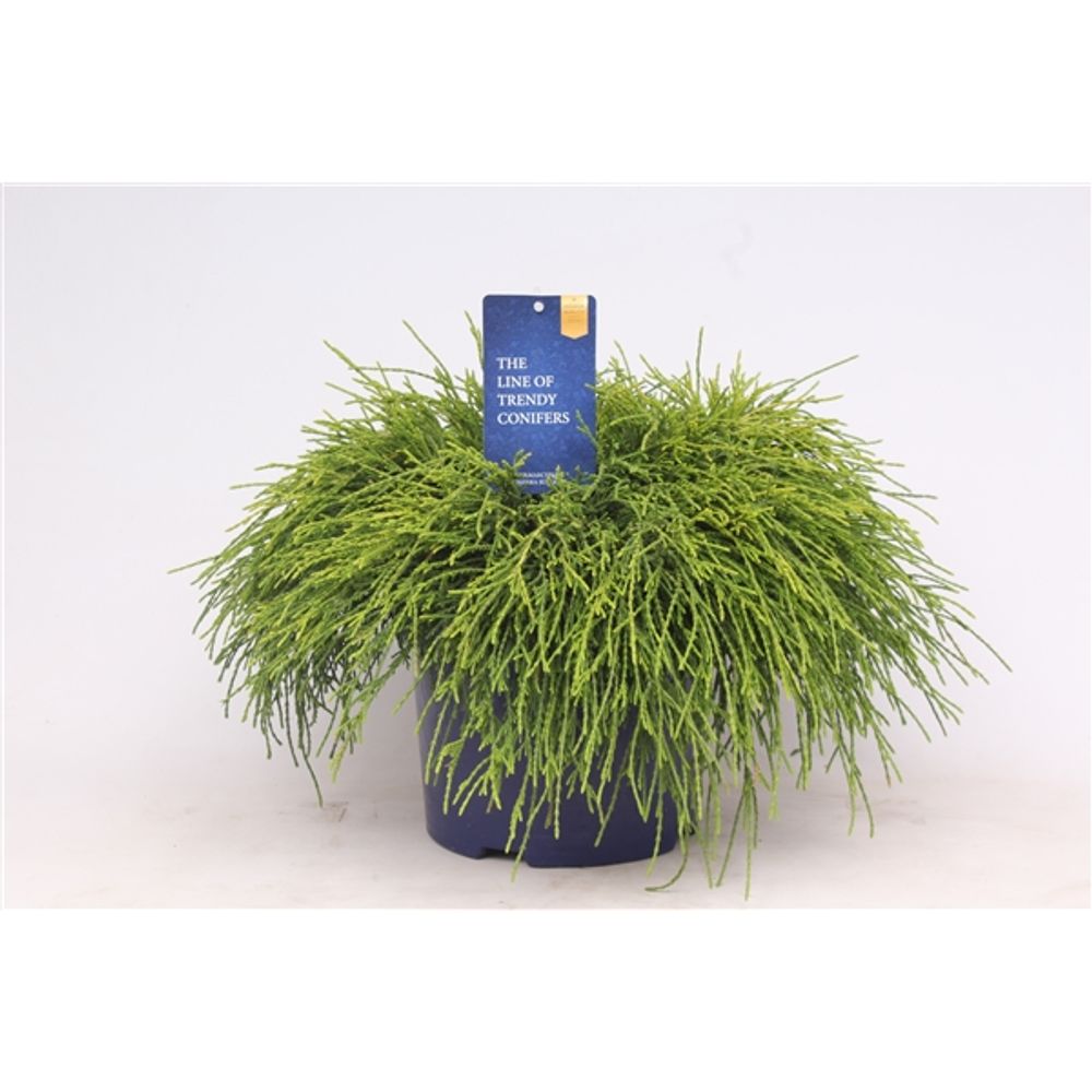 Cham.Pisifera Sungold T23 H035