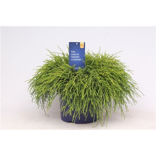 Cham.Pisifera Sungold T23 H035