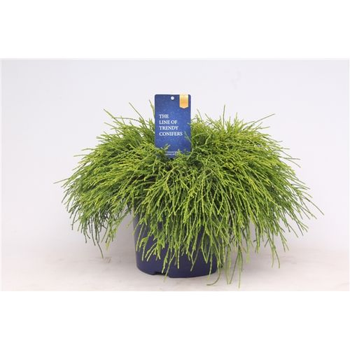 Cham.Pisifera Sungold T23 H035