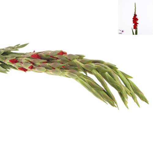 Gladiole rot Balance 90cm