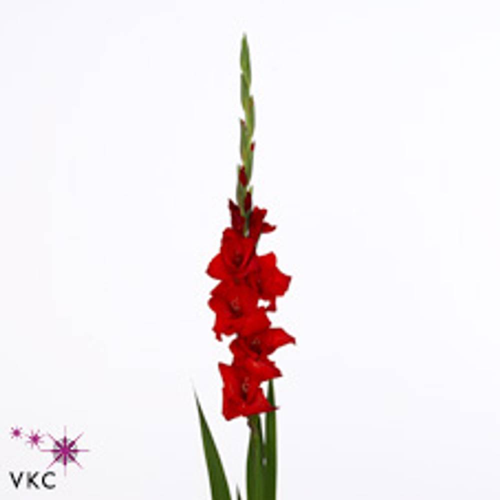 Gladiole rot Balance 90cm