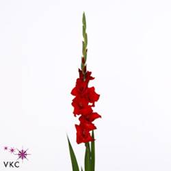 Gladiole rot Balance 90cm
