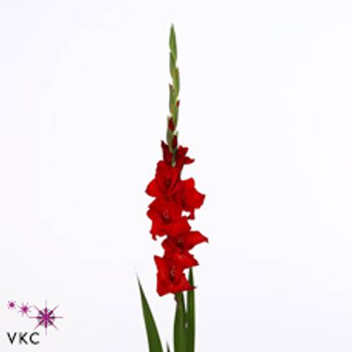 Gladiole rot Balance 90cm