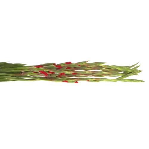 Gladiole rot Balance 90cm