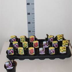 Zwiebel mix Schnapch. Von Uhr T09 H011