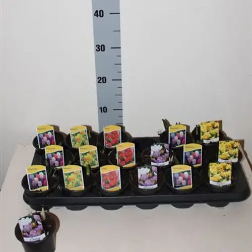 Zwiebel mix Schnapch. Von Uhr T09 H011