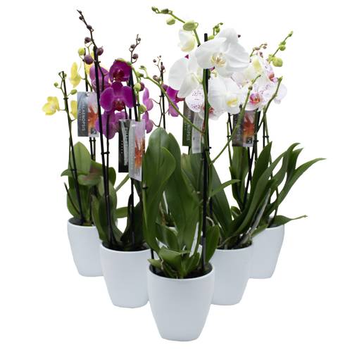 Phal.2-R mix im Orchidee Übertopf weiss T12 H050