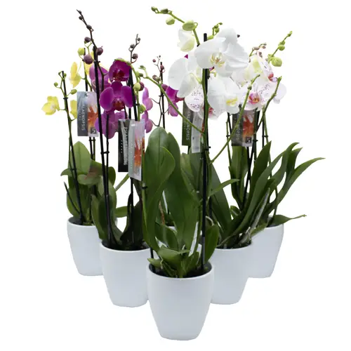Phal.2-R mix im Orchidee Übertopf weiss T12 H050
