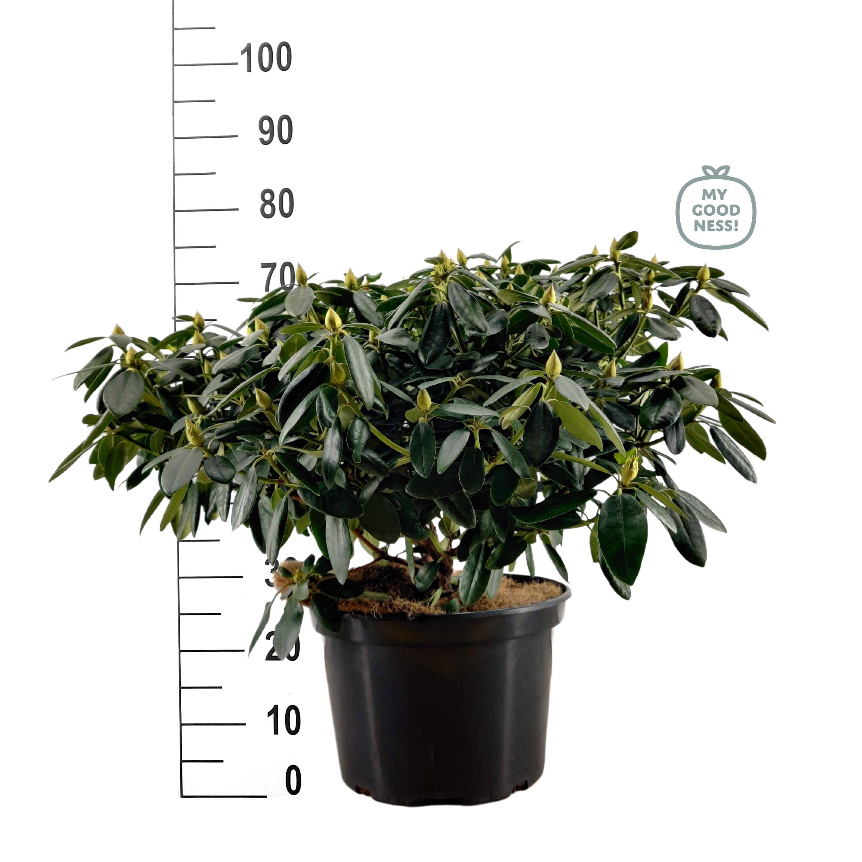 sansevieria xl Dracaena (sansevieria) Zeylanica XL