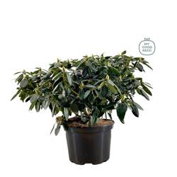 Rhododendron lila 70-80 T34 H85