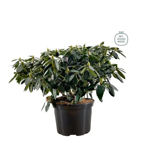 Rhododendron lila 70-80 T34 H85