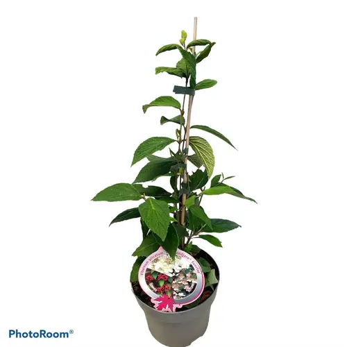 Viburnum Plic. Kilimadjaro Sunrise T19 H060