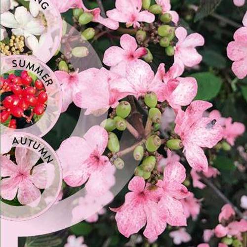 Viburnum Plic. Kilimadjaro Sunrise T19 H060