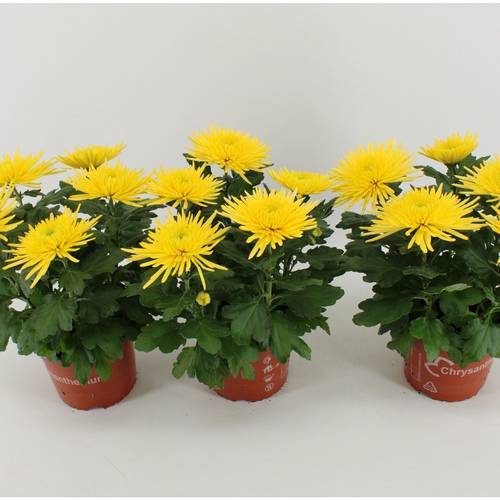Chrys.gelb Anastasia T15 H035