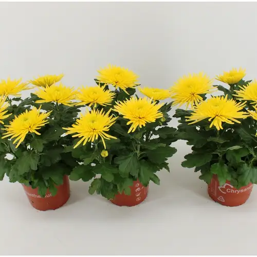 Chrys.gelb Anastasia T15 H035