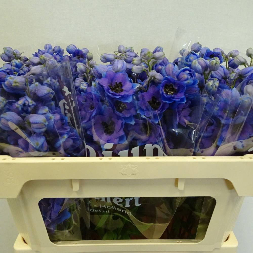 Delphinium blau Dewi Purple Smile 65cm