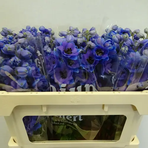 Delphinium blau Dewi Purple Smile 65cm