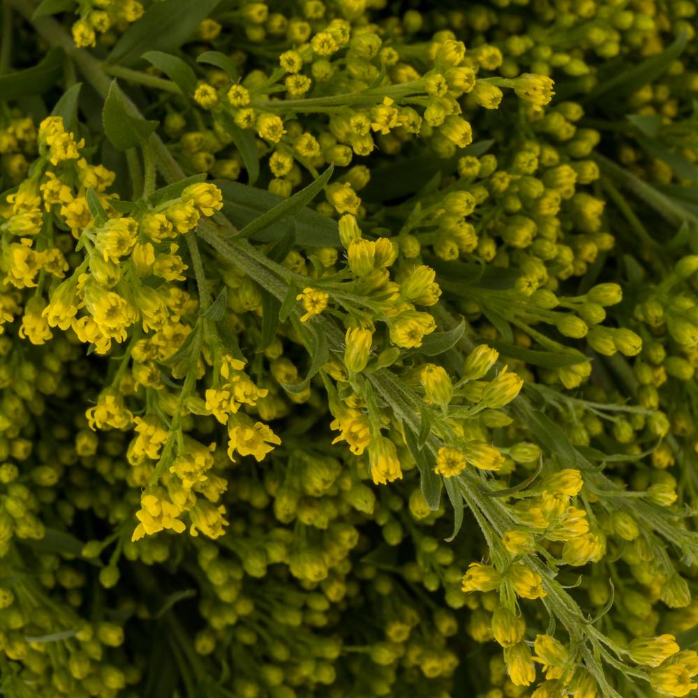 Solidago gelb Sunny Glory 20Gramm 60cm