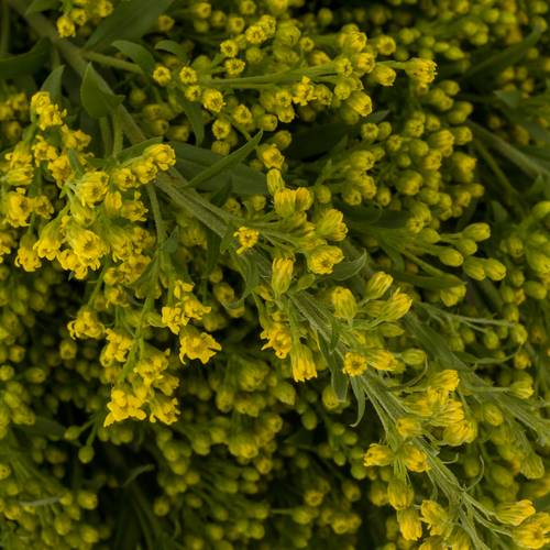 Solidago gelb Sunny Glory 20Gramm 60cm