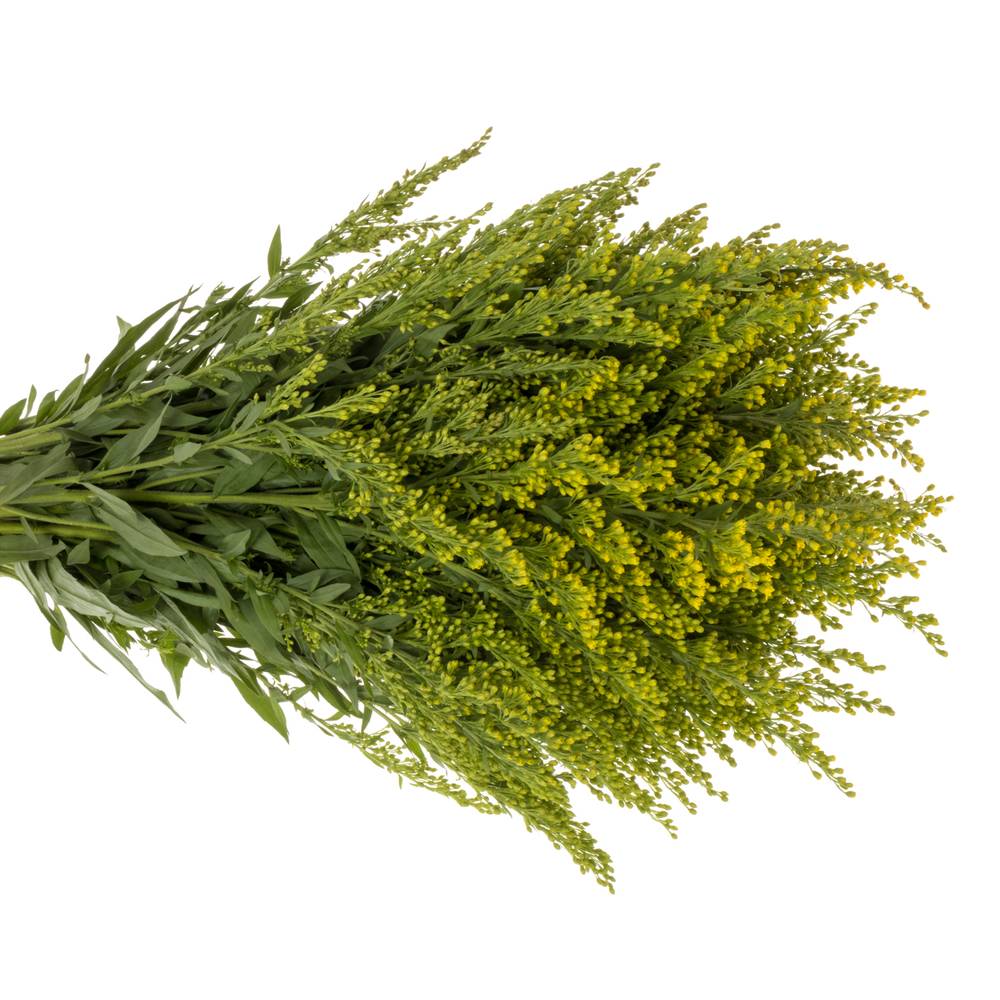 Solidago gelb Sunny Glory 20Gramm 60cm