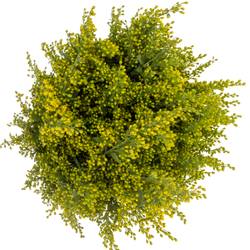 Solidago gelb Sunny Glory 20Gramm 60cm