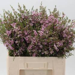 Wachsflower rosa Pink Shine 50 Gramm 60cm