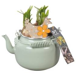 Narzis.Arr PTNP4446 Ostern T10 H018