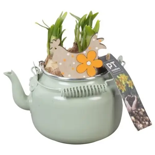 Narzis.Arr PTNP4446 Ostern T10 H018