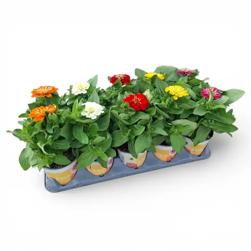 Zinnie mix T12 H020