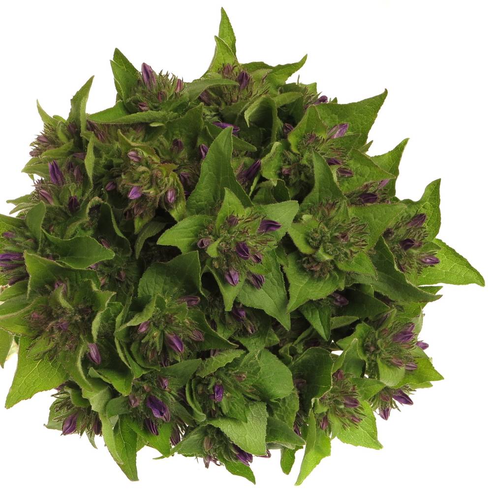 Campanula Kopf lila Anoeska 40cm