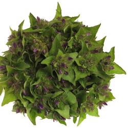 Campanula Kopf lila Anoeska 40cm