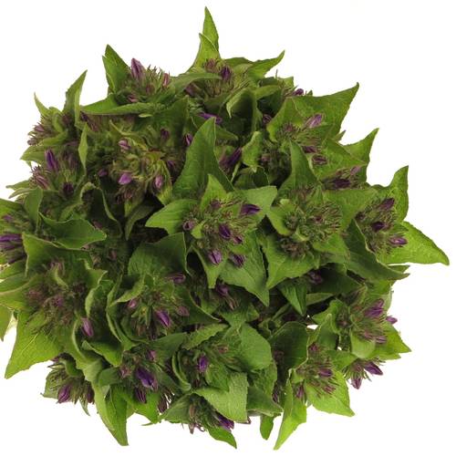 Campanula Kopf lila Anoeska 40cm