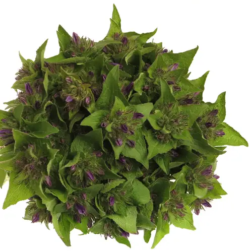 Campanula Kopf lila Anoeska 40cm