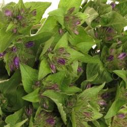 Campanula Kopf lila Anoeska 40cm