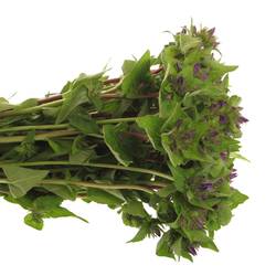 Campanula Kopf lila Anoeska 40cm