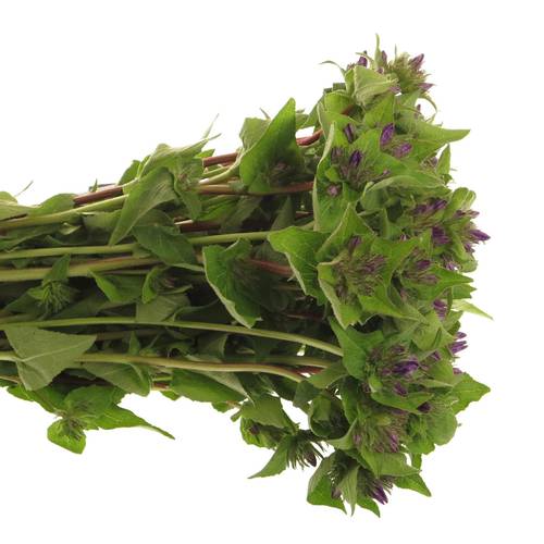 Campanula Kopf lila Anoeska 40cm