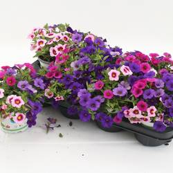 Calibrachoa Trixi Flamingo lila/rosa T12 H020