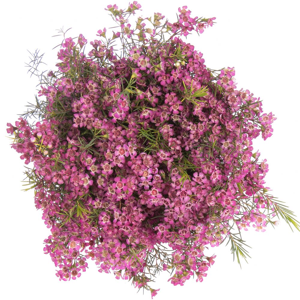 Wachsflower lila Emma 40 Gramm 70cm