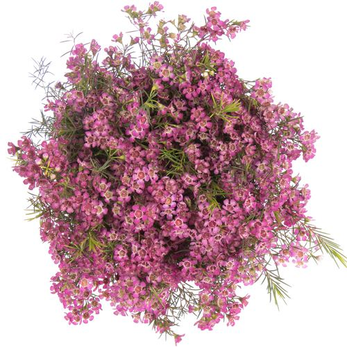Wachsflower lila Emma 40 Gramm 70cm