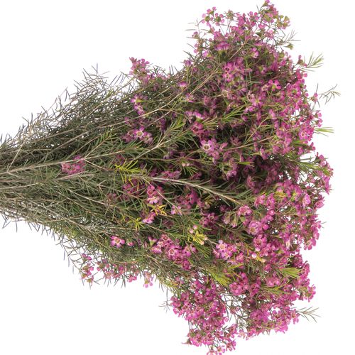 Wachsflower lila Emma 40 Gramm 70cm