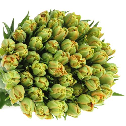 Tulpe orange doppel Orca 28 Gramm