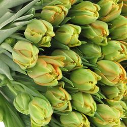 Tulpe orange doppel Orca 28 Gramm