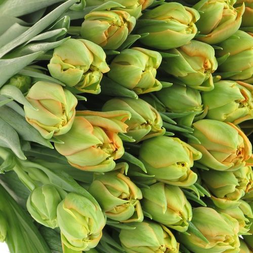 Tulpe orange doppel Orca 28 Gramm