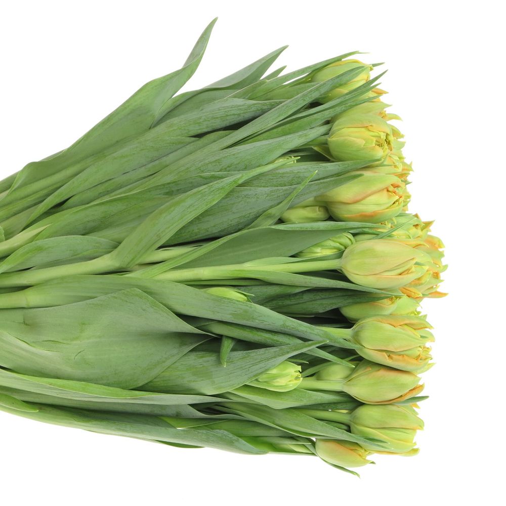 Tulpe orange doppel Orca 28 Gramm