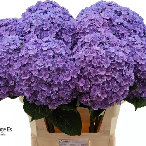 Hortensie lila Beau Luxor Bol 22cm 80cm
