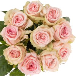 Rose rosa Sweet Dolomiti XL 80cm