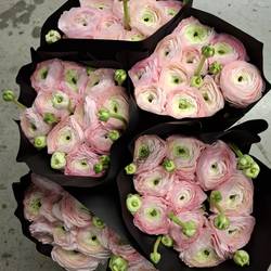 Ranunkel rosa Cloni Super Confetto 45cm