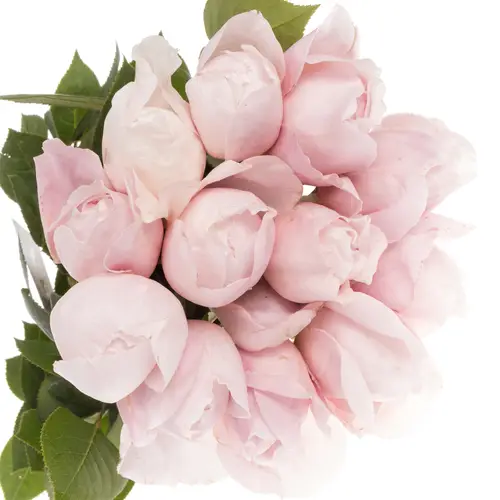 Rose hell rosa Peony duftend 50cm
