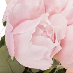 Rose hell rosa Peony duftend 50cm