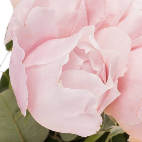 Rose hell rosa Peony duftend 50cm